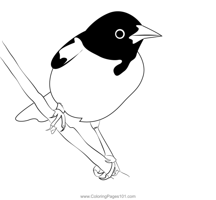 Animated oriole coloring page