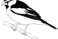 Animated oriole coloring page