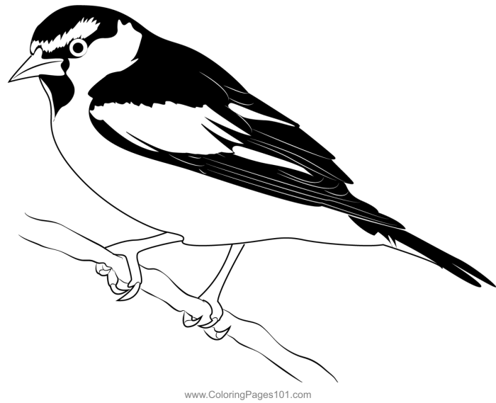 Animated oriole coloring page