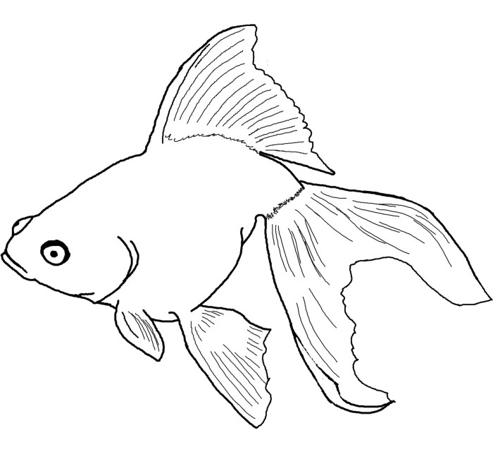 Coloring book pages of fish