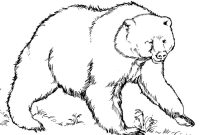 Bear coloring book page