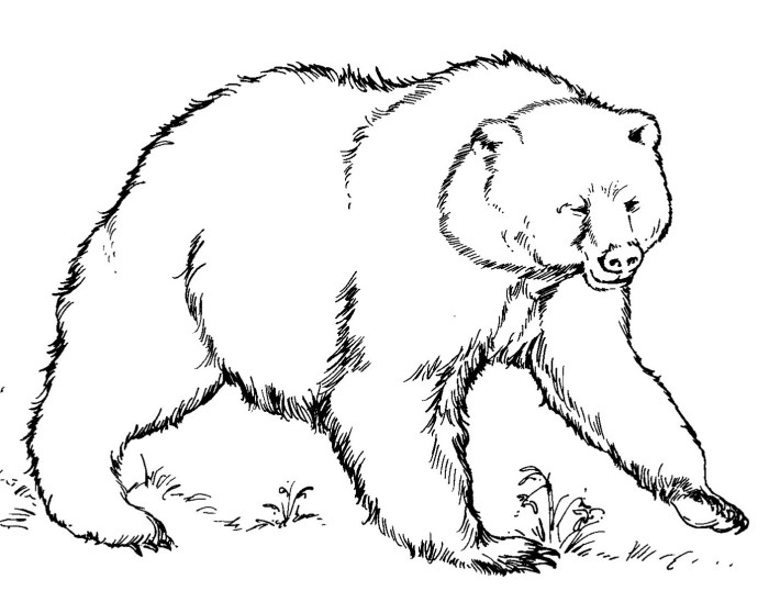 Bear coloring book page