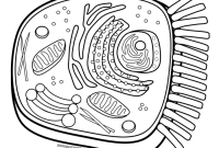 Animal cell coloring sheet pdf