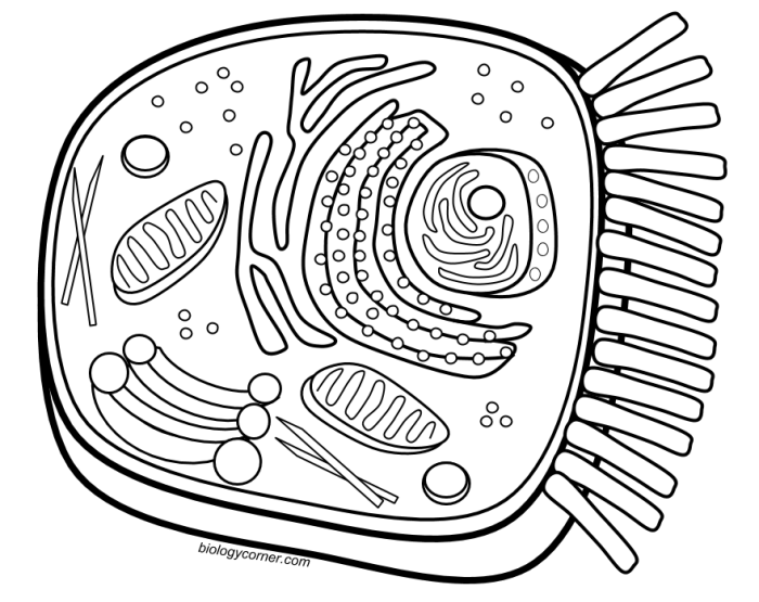 Animal cell coloring sheet pdf