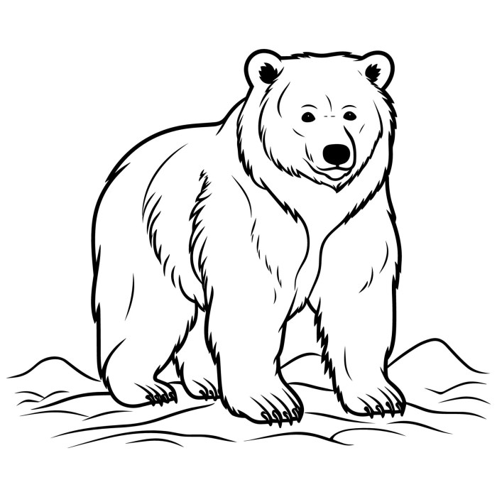 Bear coloring book page