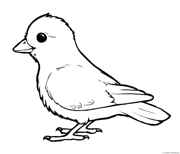 Animal coloring pages birds