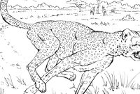 Wildlife animal coloring pages