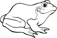 Coloring book pages of frogs