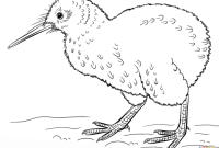 Coloring pages kiwi animal