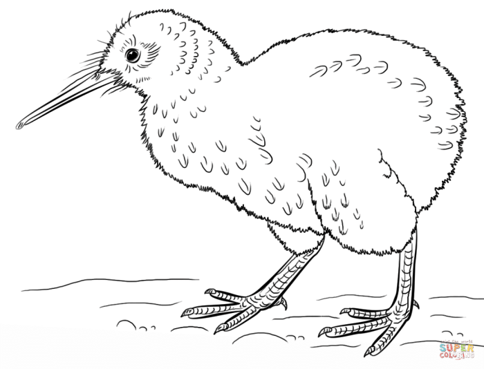 Coloring pages kiwi animal