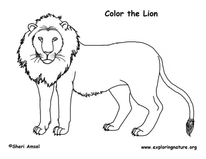 Lion coloring book page