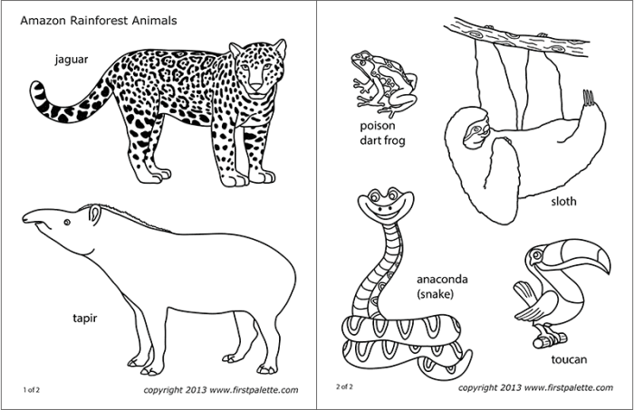 Rainforest animal coloring sheet