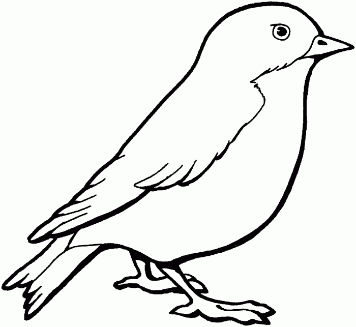 Animal coloring pages birds