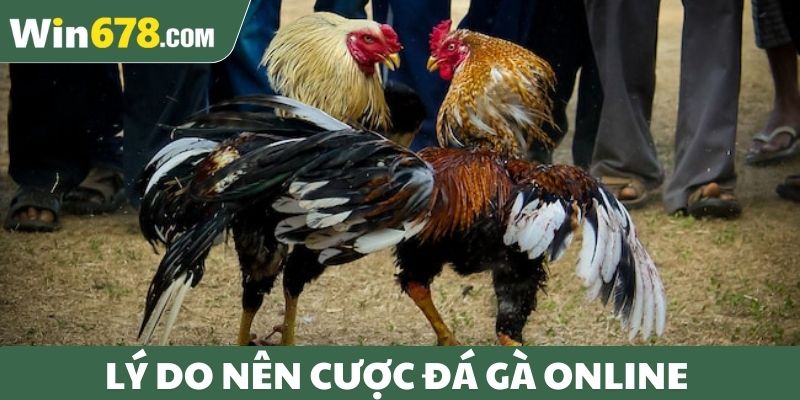 Lý do nên cược đá gà online