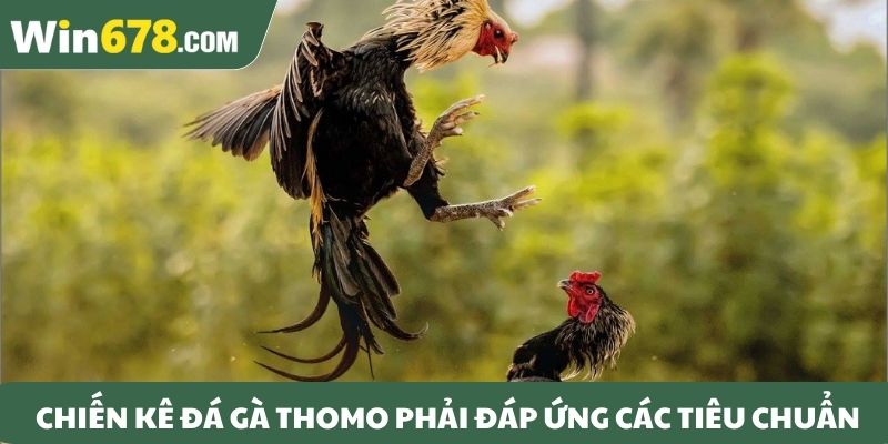 Chiến kê đá gà Thomo phải đáp ứng các tiêu chuẩn
