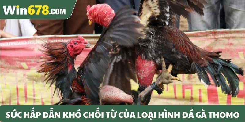 Sức hấp dẫn khó chối từ của loại hình đá gà Thomo