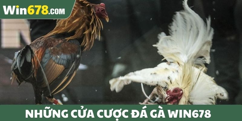 Những cửa cược đá gà Win678