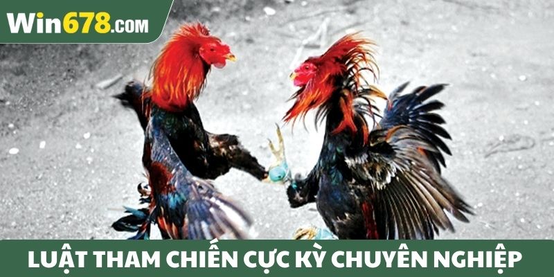 Luật tham chiến cực kỳ chuyên nghiệp